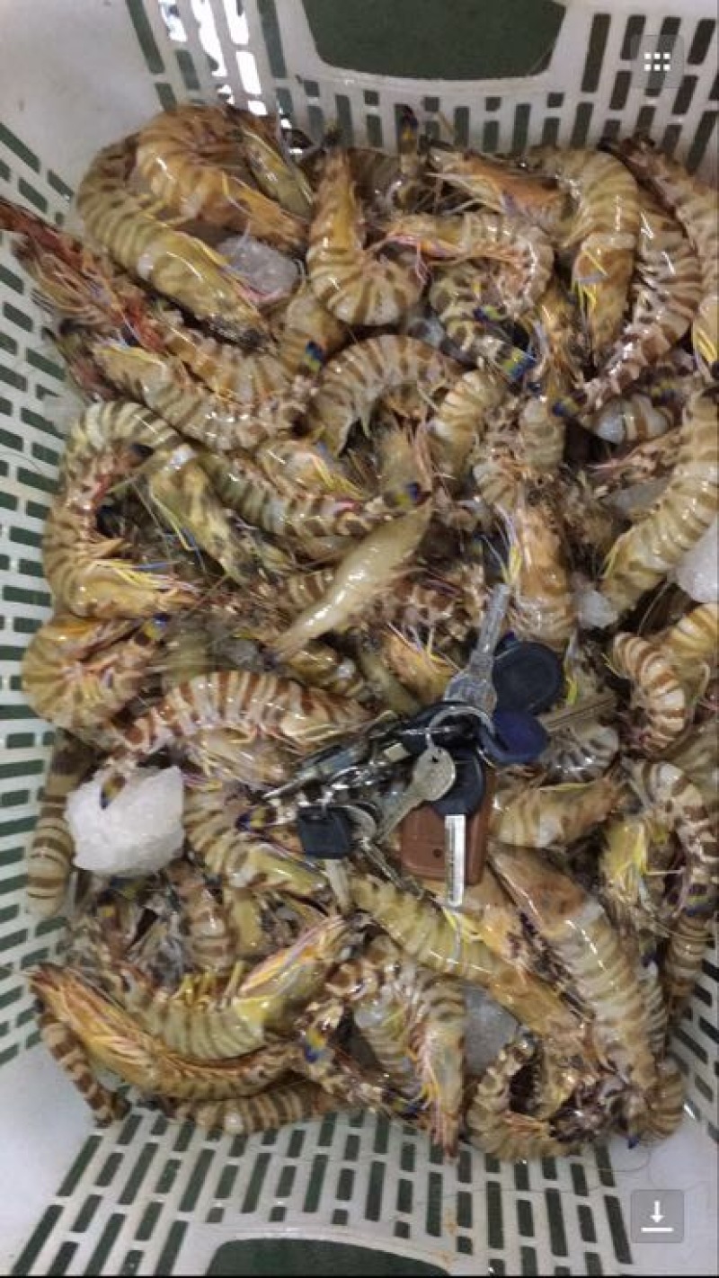斑节虾食用冰鲜虾