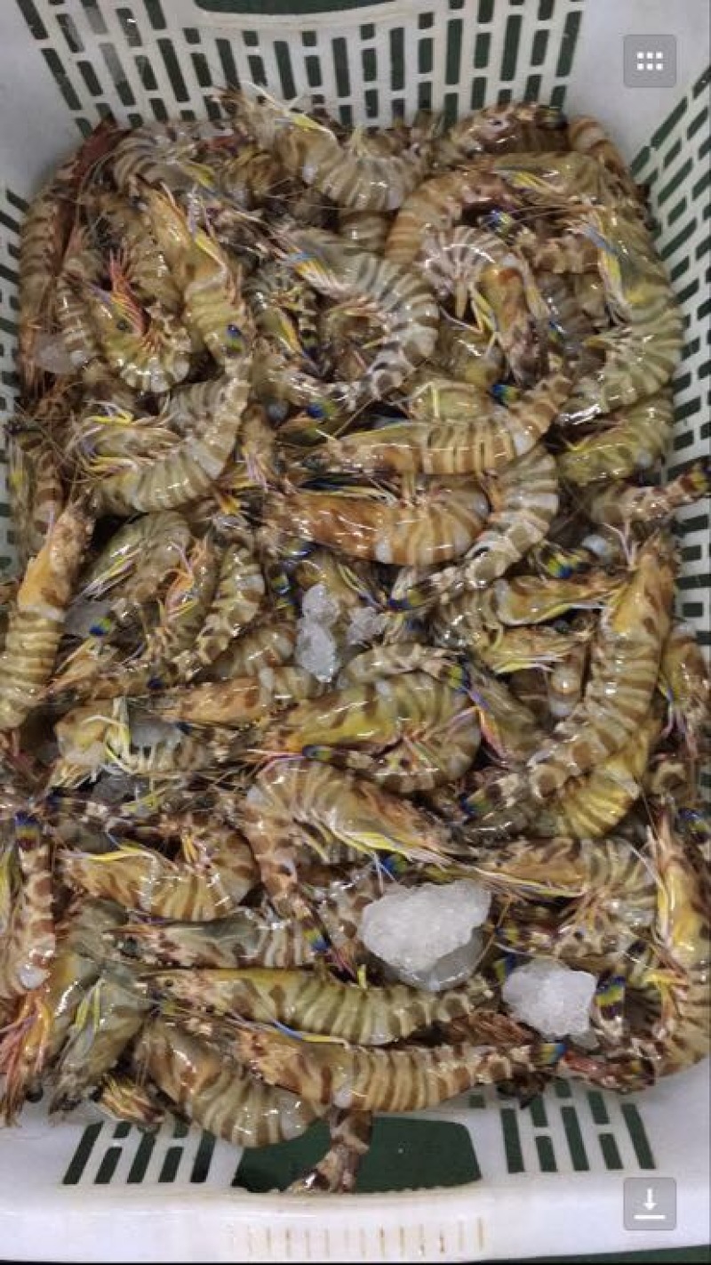 斑节虾食用冰鲜虾