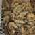 斑节虾食用冰鲜虾