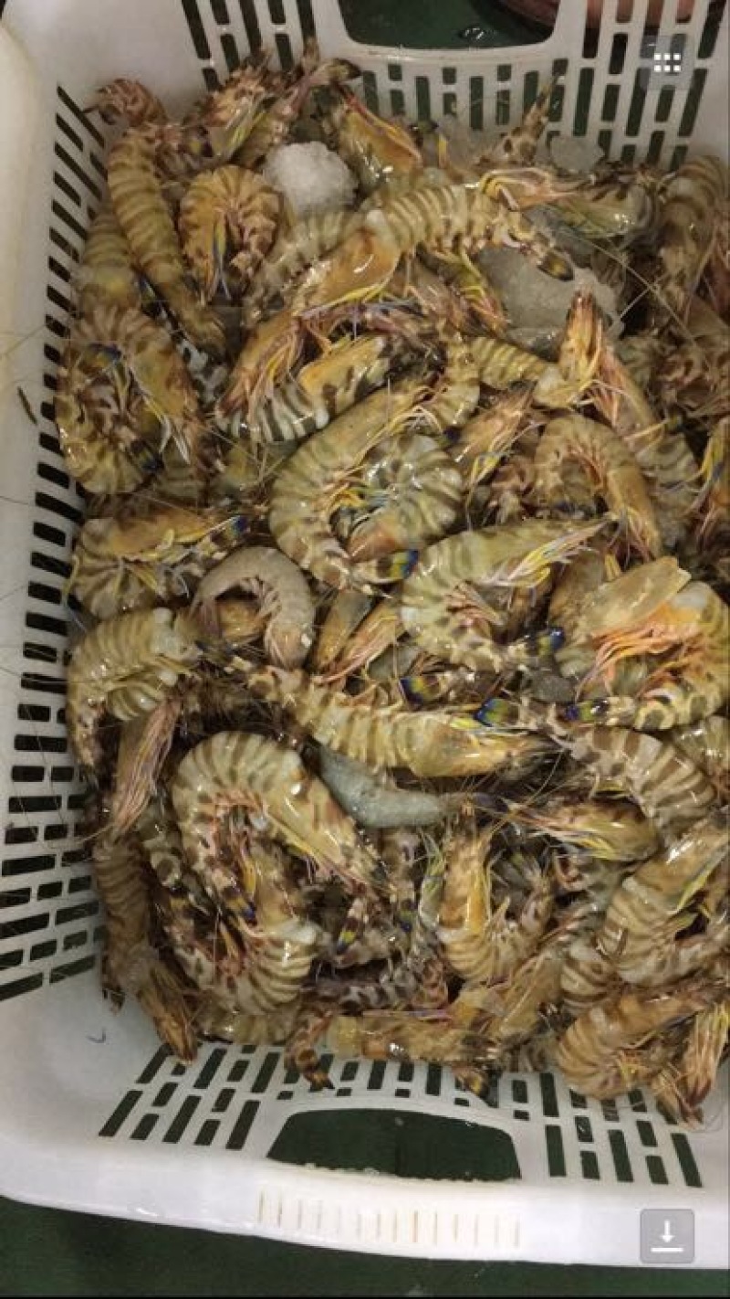 斑节虾食用冰鲜虾