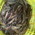 斑节虾食用冰鲜虾