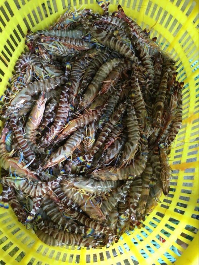 斑节虾食用冰鲜虾