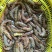 斑节虾食用冰鲜虾