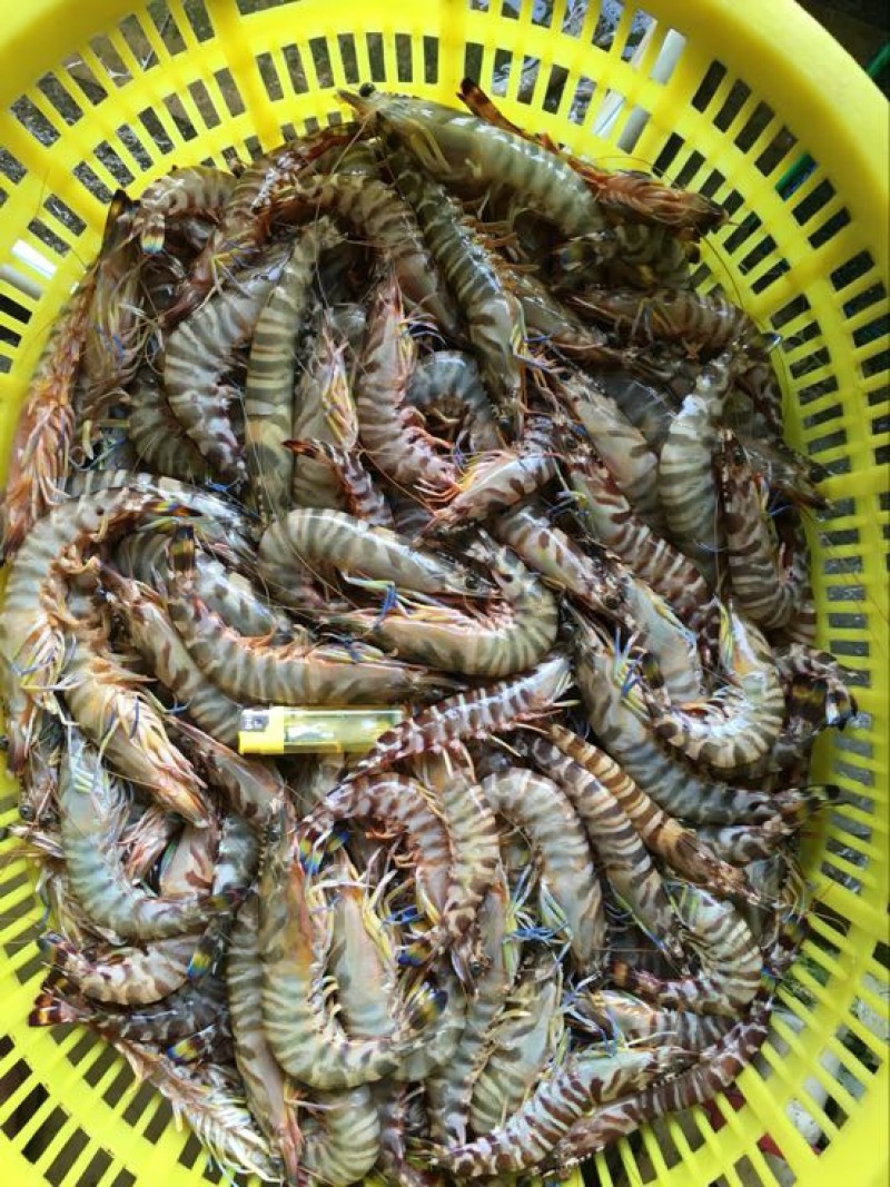 斑节虾食用冰鲜虾