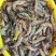 斑节虾食用冰鲜虾