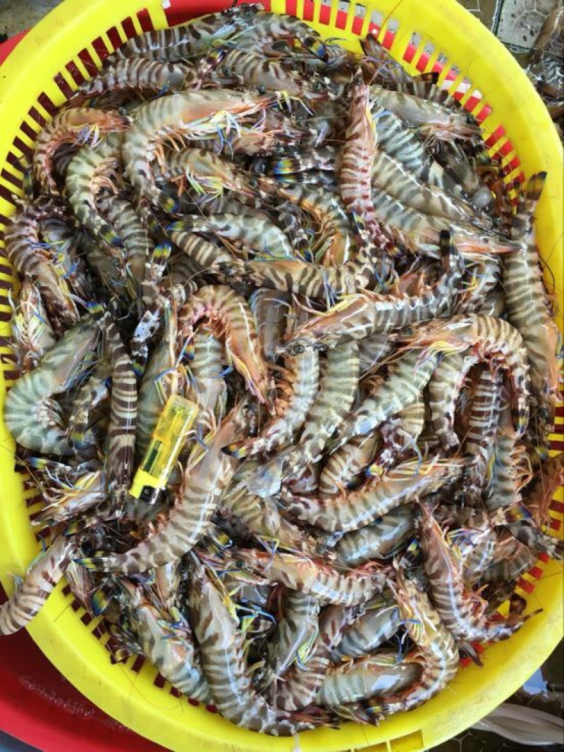 斑节虾食用冰鲜虾