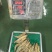 斑节虾食用冰鲜虾