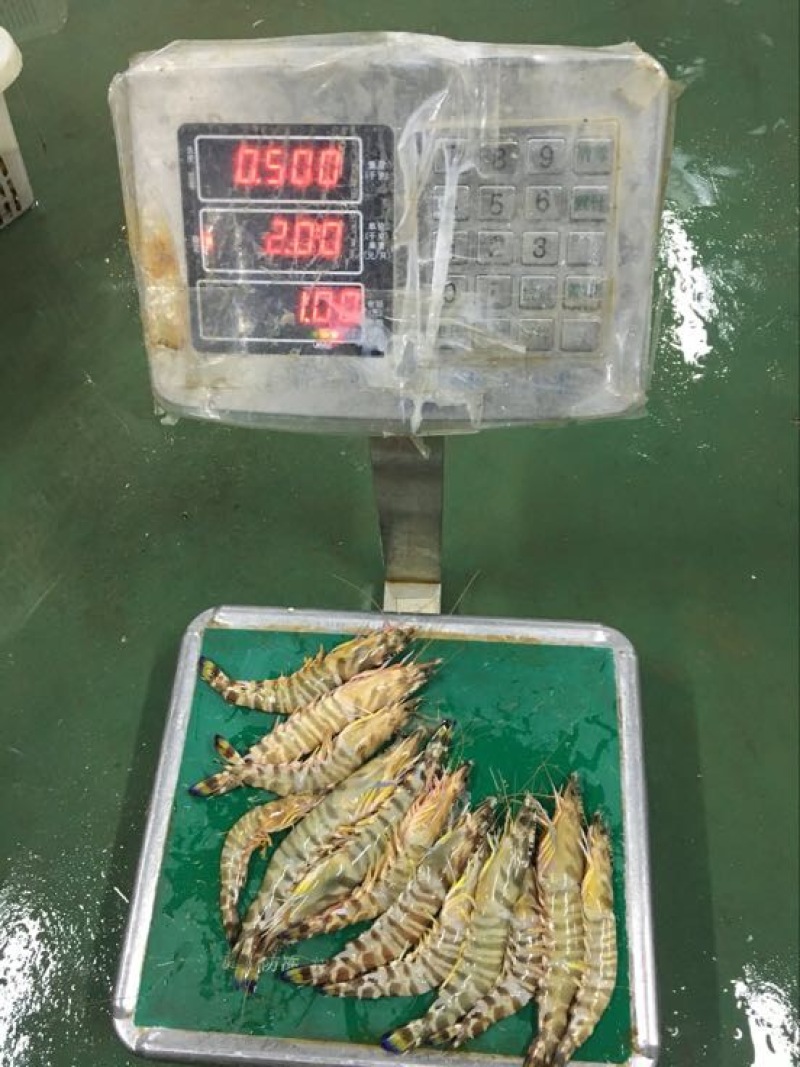 斑节虾食用冰鲜虾