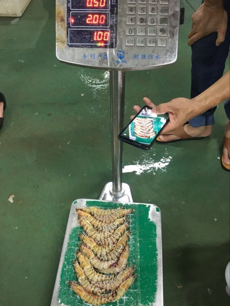 斑节虾食用冰鲜虾