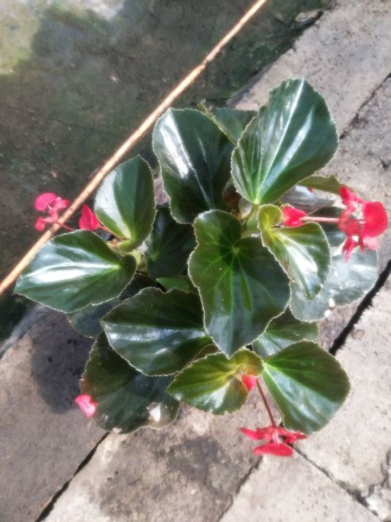 大花海棠