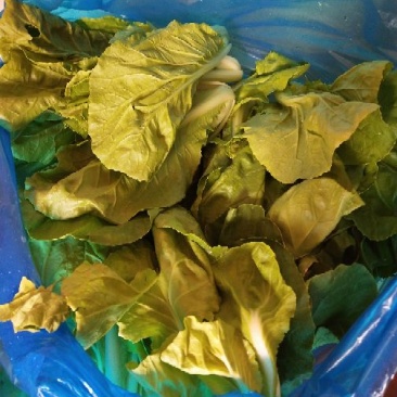 西南菜豆腐