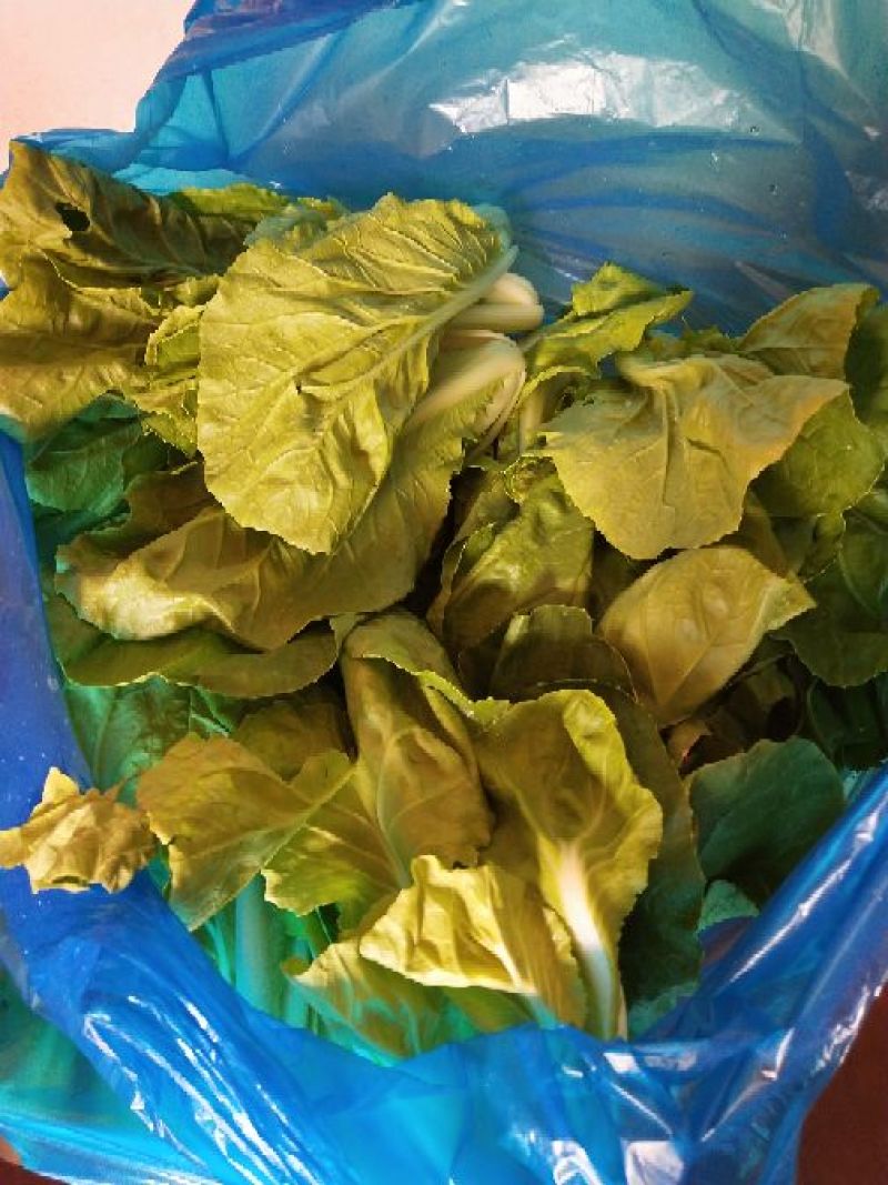 西南菜豆腐