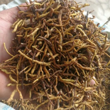 节菖蒲，黄根东北产吉林地产野生货
