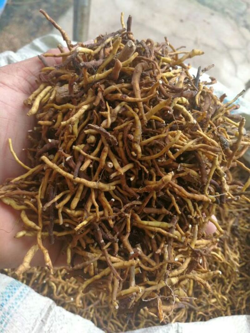 节菖蒲，黄根东北产吉林地产野生货
