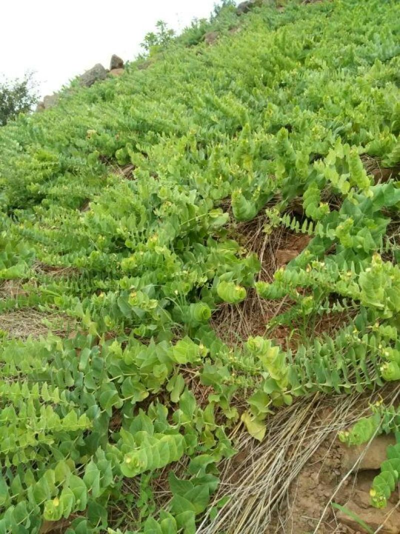 草果，精品山草果