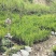 营养袋油松