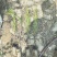 营养袋油松