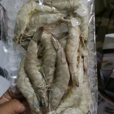 南美对虾
