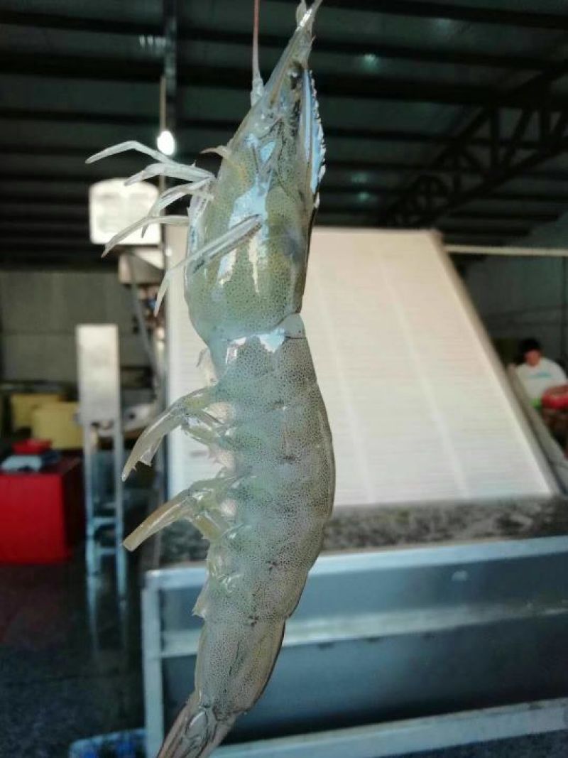 南美对虾