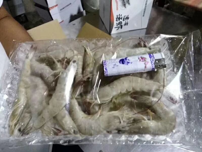 南美对虾
