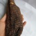 肉苁蓉大云大芸内蒙古优级肉苁蓉阿拉善肉丛蓉500克批包邮