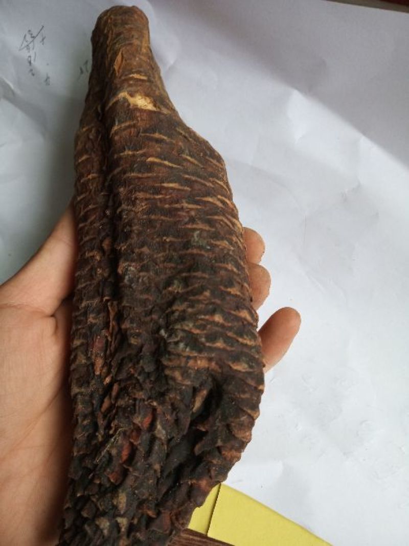 肉苁蓉大云大芸内蒙古优级肉苁蓉阿拉善肉丛蓉500克批包邮