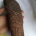 肉苁蓉大云大芸内蒙古优级肉苁蓉阿拉善肉丛蓉500克批包邮