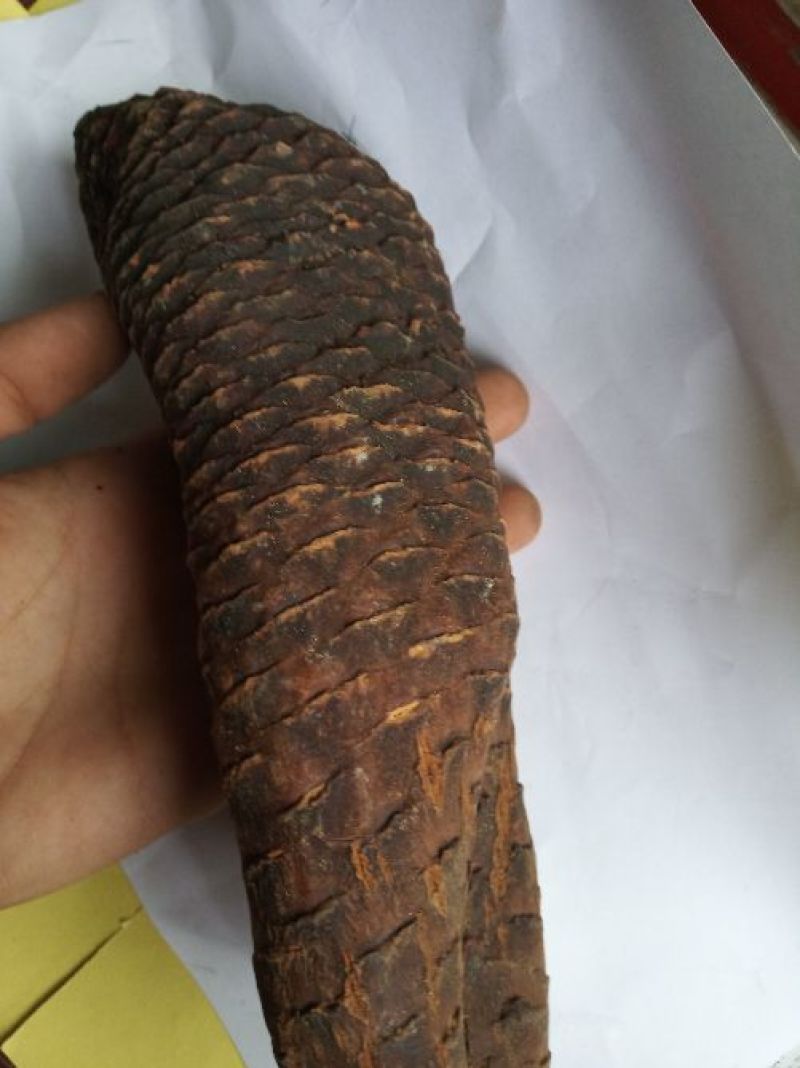 肉苁蓉大云大芸内蒙古优级肉苁蓉阿拉善肉丛蓉500克批包邮