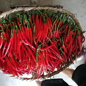 红辣椒