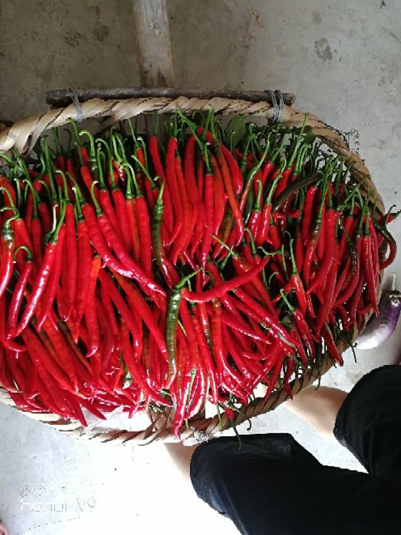 红辣椒