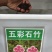 五彩石竹种子包邮可货到付款这是一斤价格