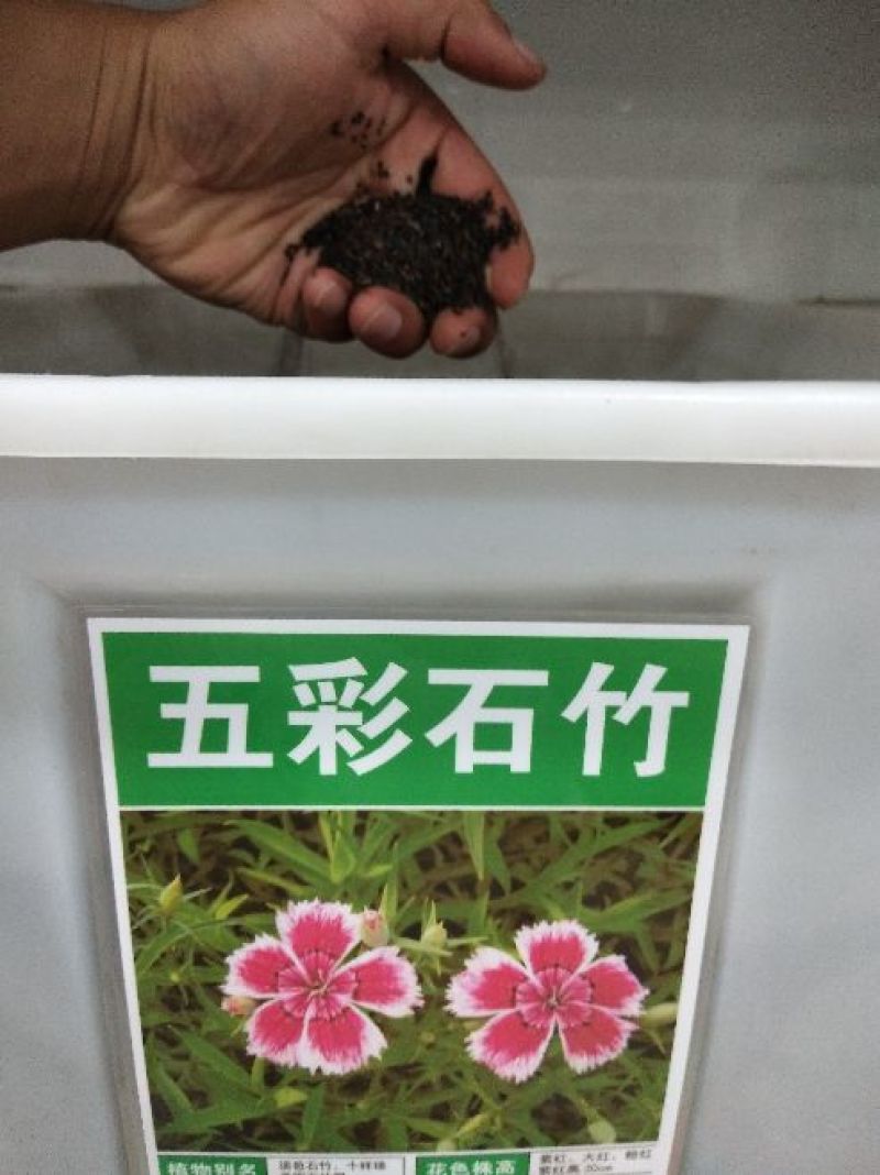 五彩石竹种子包邮可货到付款这是一斤价格