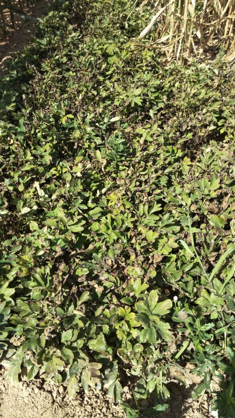 药用牡丹苗，一年生至三年生的都有，联系一亩用