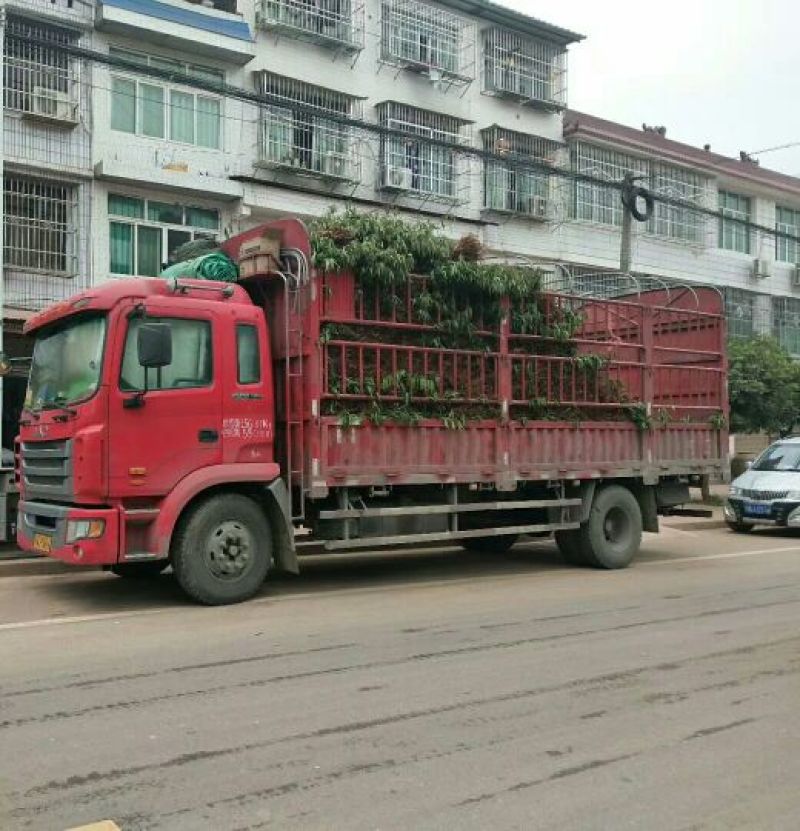 实生毛桃苗（桃李粘木用苗）占地用苗，四川毛桃苗