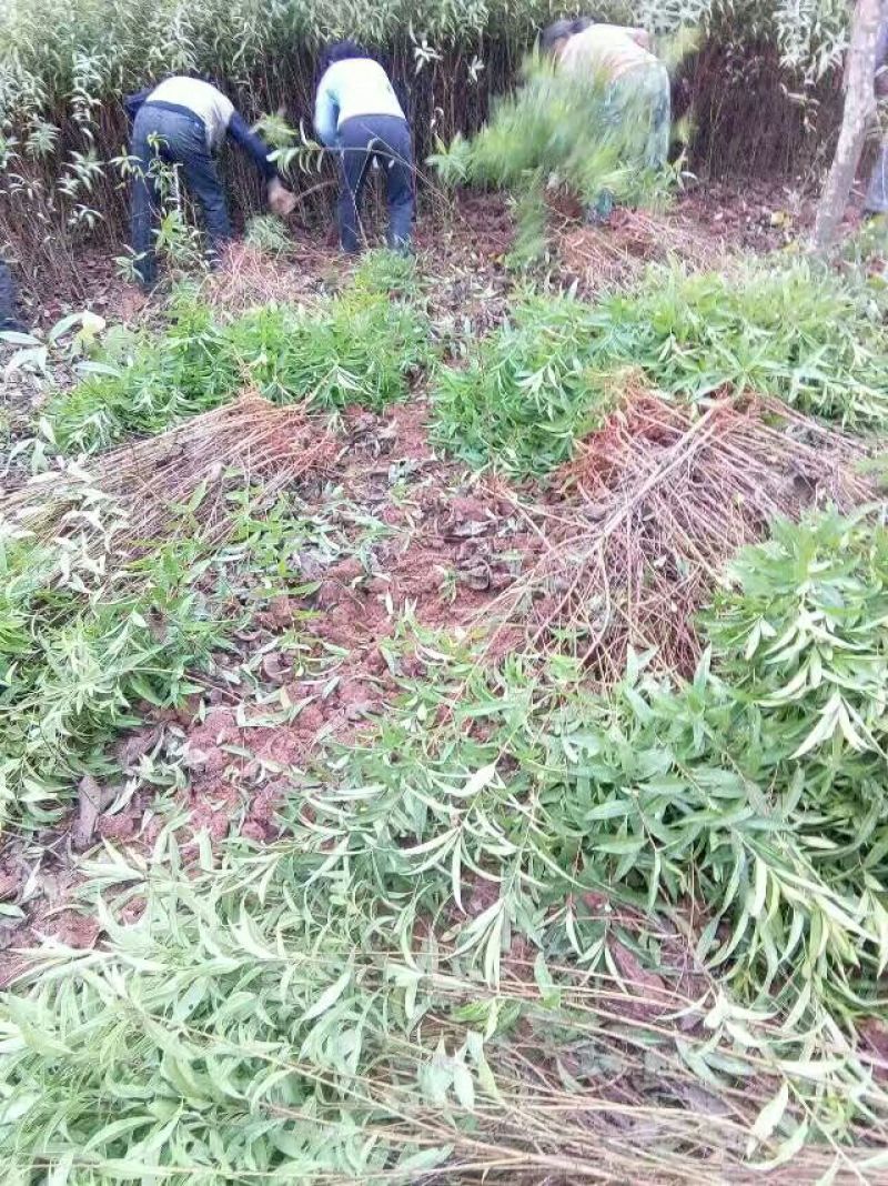 实生毛桃苗（桃李粘木用苗）占地用苗，四川毛桃苗