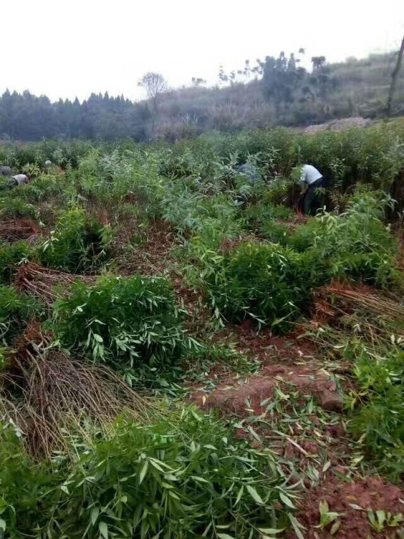 实生毛桃苗（桃李粘木用苗）占地用苗，四川毛桃苗