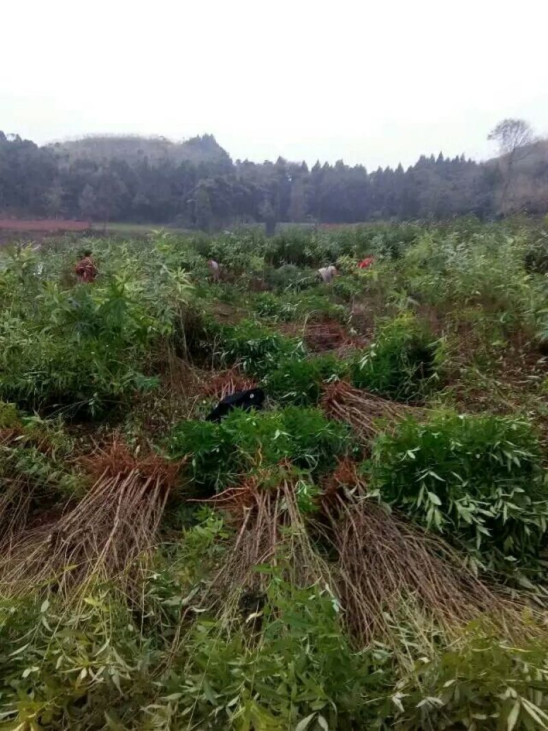 实生毛桃苗（桃李粘木用苗）占地用苗，四川毛桃苗