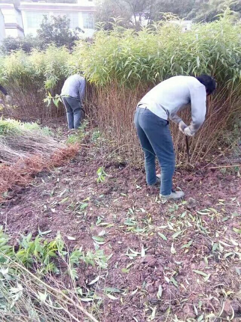 实生毛桃苗（桃李粘木用苗）占地用苗，四川毛桃苗