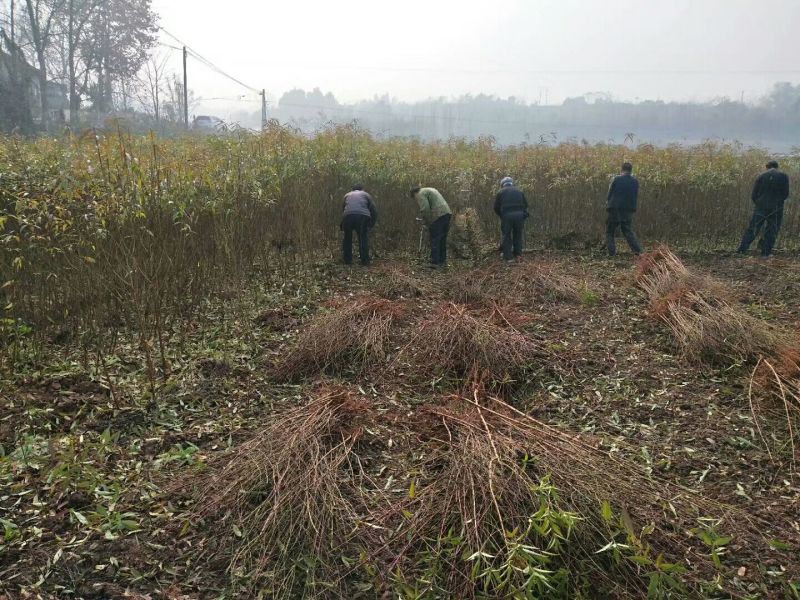 实生毛桃苗（桃李粘木用苗）占地用苗，四川毛桃苗