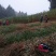 实生毛桃苗（桃李粘木用苗）占地用苗，四川毛桃苗