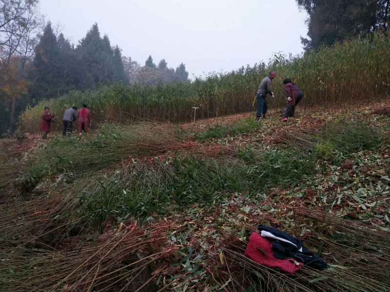 实生毛桃苗（桃李粘木用苗）占地用苗，四川毛桃苗