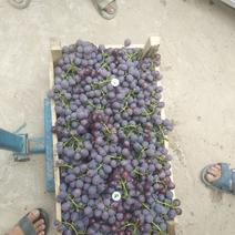 大量出售巨丰葡萄