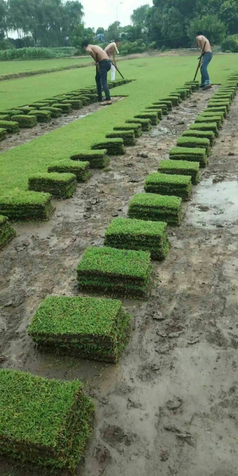 草皮草坪草皮真草四季青果岭草剪股颖马尼拉别墅庭院