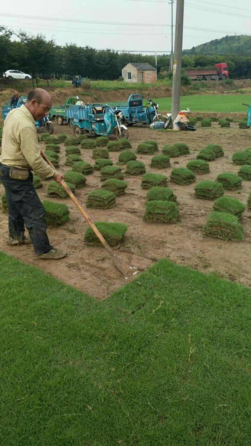 草皮草坪草皮真草四季青果岭草剪股颖马尼拉别墅庭院