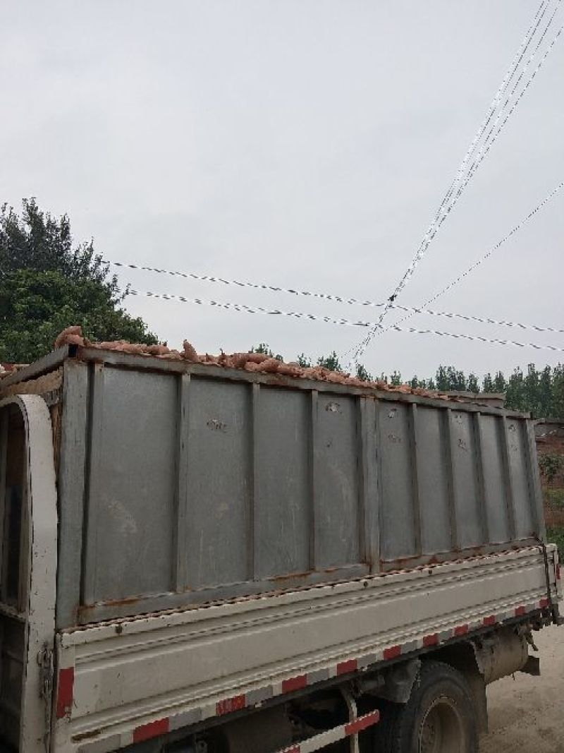 龙薯9号