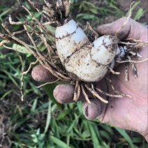 三叉白芨通货鲜货