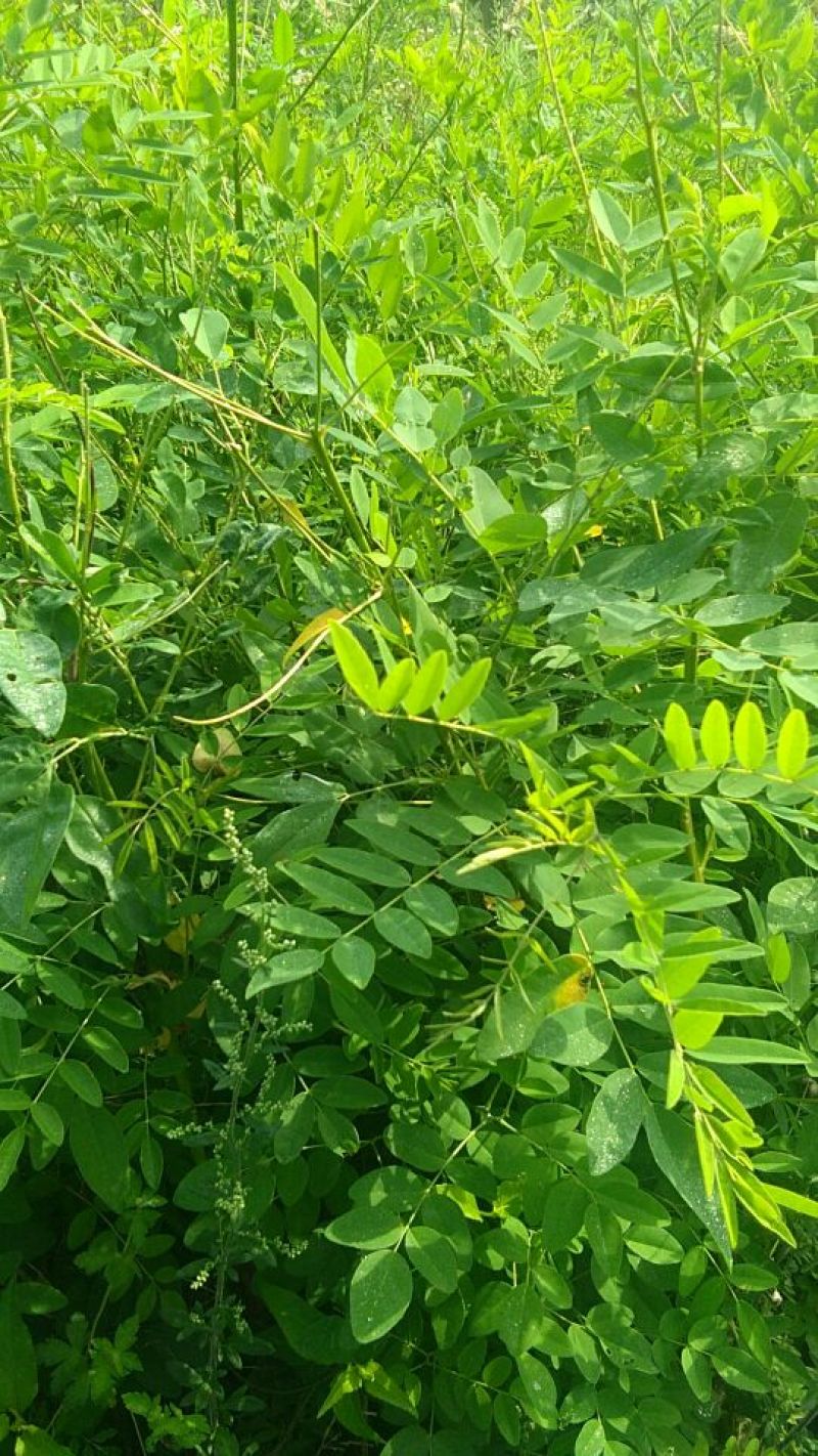 苦参子：低价出售欢迎光临