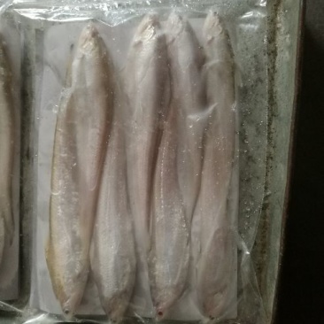刀鱼