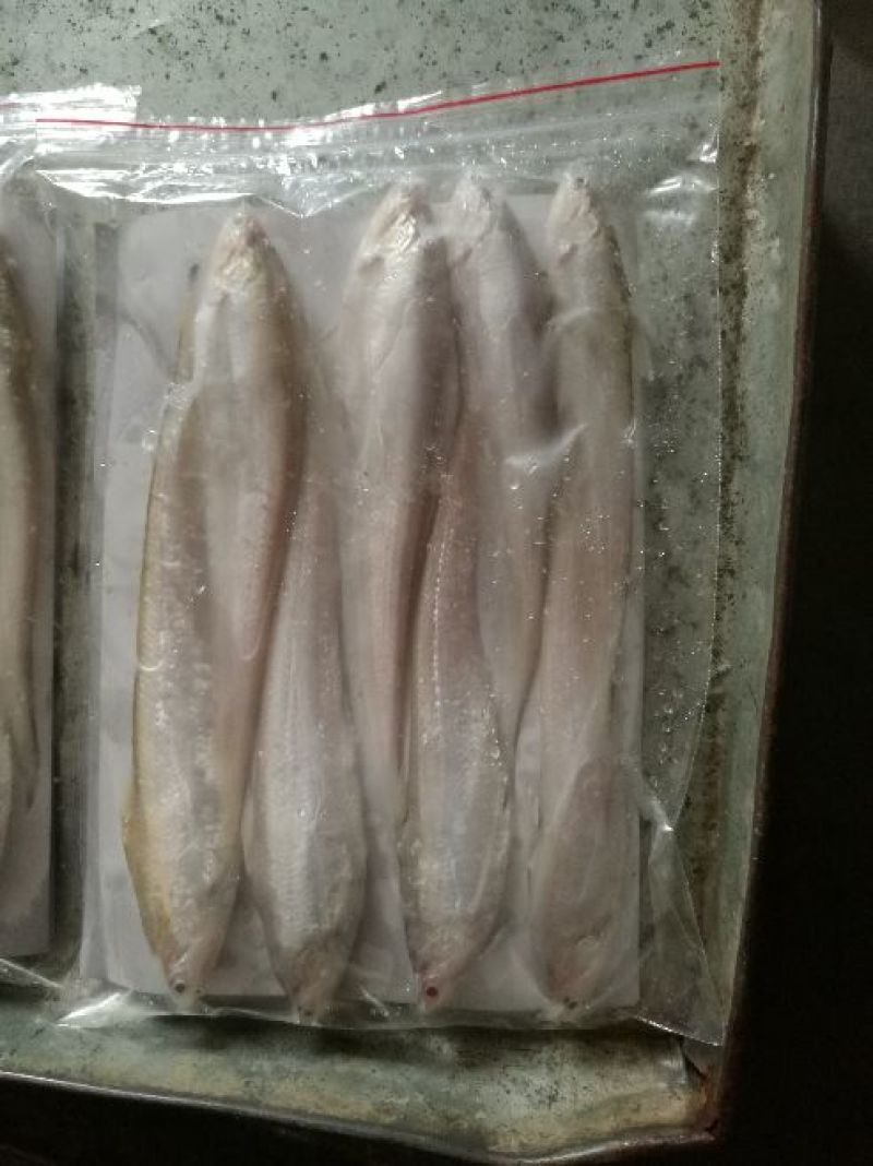 刀鱼