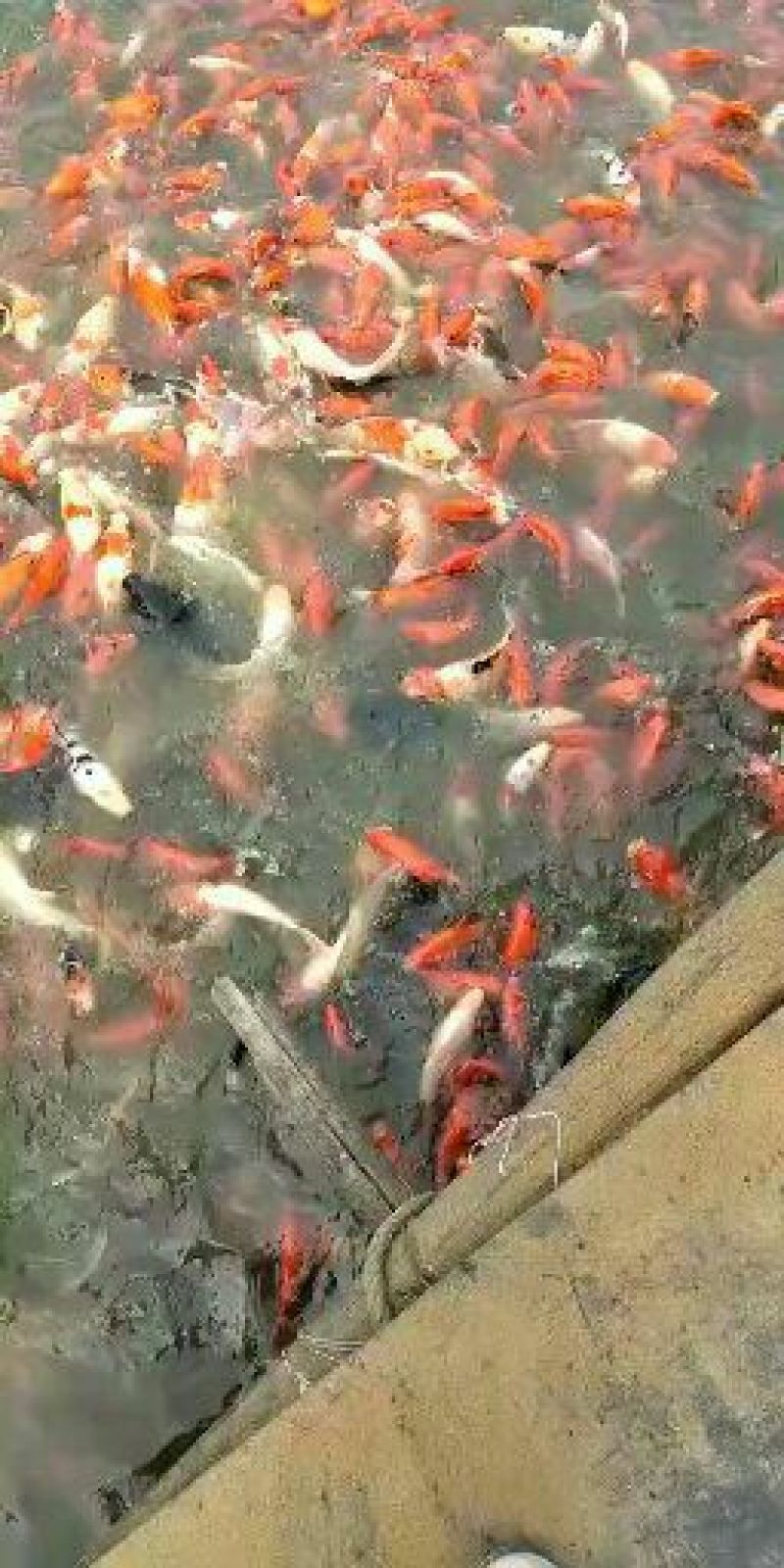 白鲢苗【恒泰鱼苗养殖场】
